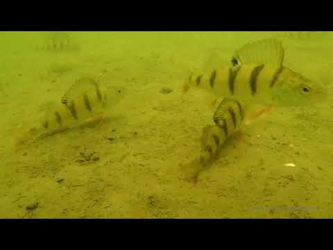 Suuri Ahvenparvi jahtaa mormyskaa.