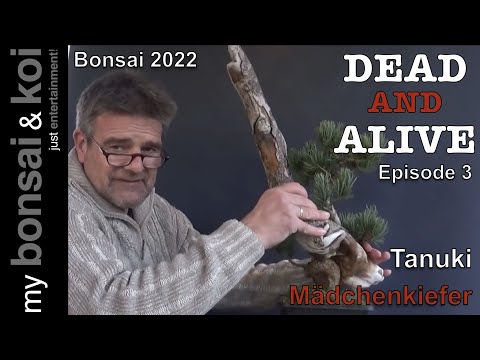 Bonsai 2022-12 - DEAD AND ALIVE - Episode 3 - Tanuki - Girl's Jaw - The Cuddly One - Part 1