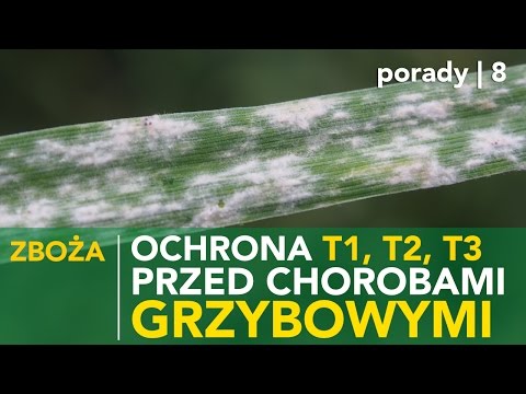 Krem powiększenie penisa Mam małą głowę penisa