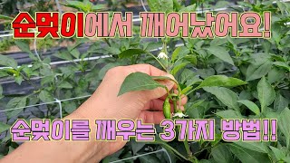 순멎이를 깨우는 농사의여신표 노하우 3가지 공개!! 고추농사 잘 짓는 법!!!