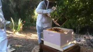 preview picture of video 'Backyard beekeeping - Making a new hive'