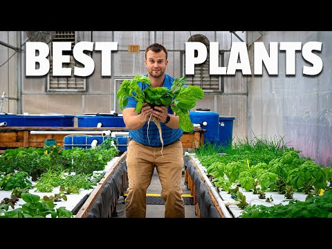 What are the BEST PLANTS to grow in AQUAPONICS?