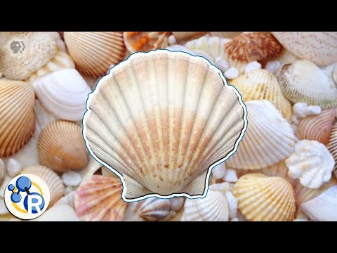 How Seashells Are Made
