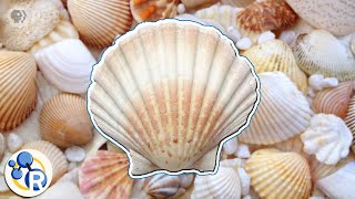 How Seashells Are Made