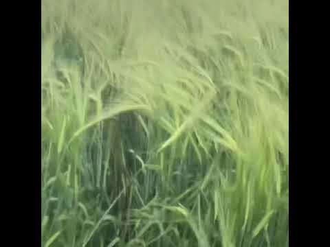 Dzik jest dziki dzik jest zły dzik ma bardzo ostre kły