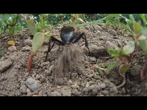 クロアナバチの穴埋め