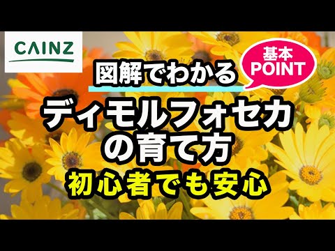 園芸 アフリカのアブラヤシ、エレ・ド・ギネ