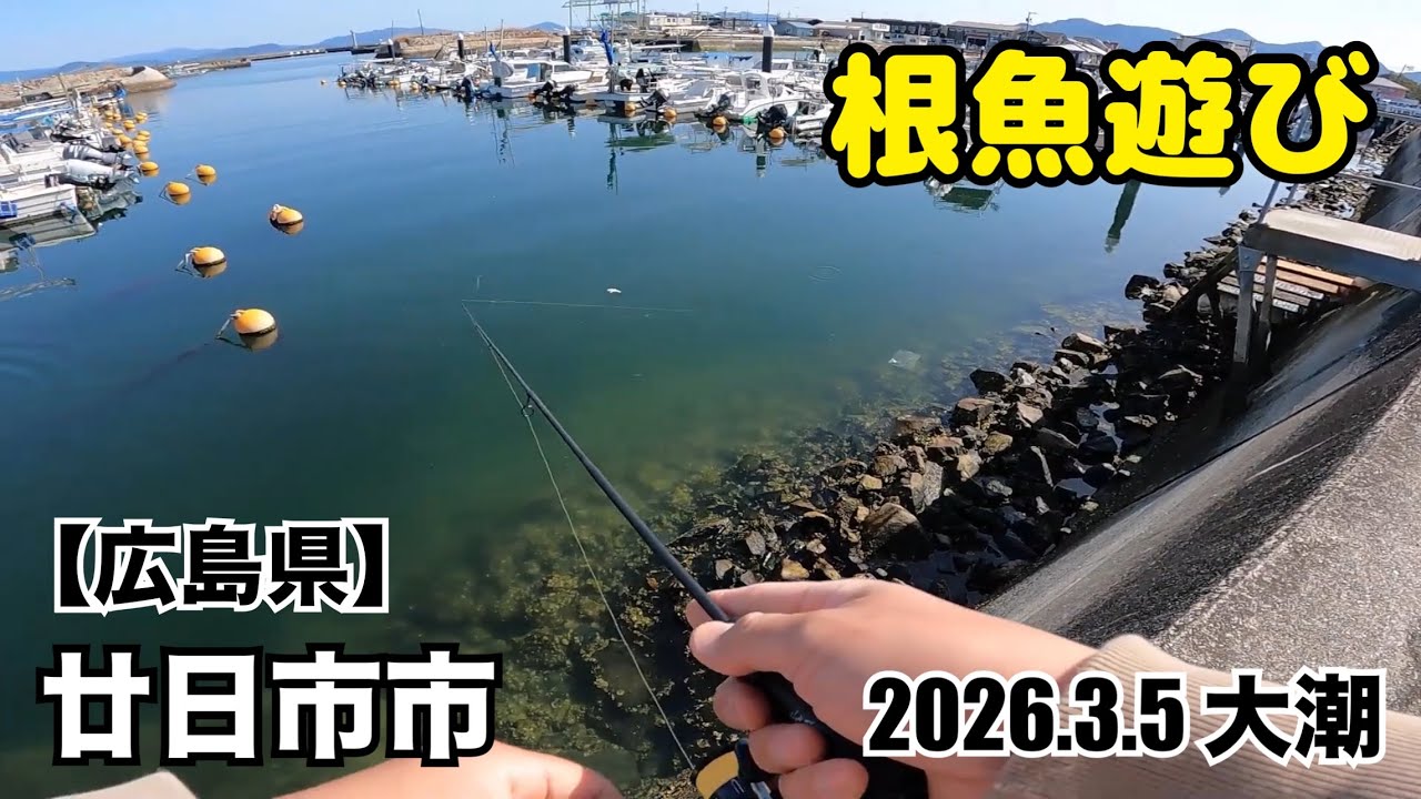 【広島釣り】この釣りが楽し過ぎる🎶サイトで釣れる根魚遊びにハマり過ぎました🎣