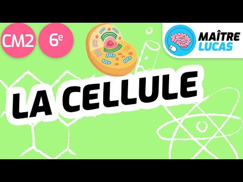 La cellule CM2 - 6ème - cycle 3 - Sciences - Structure commune aux êtres vivants