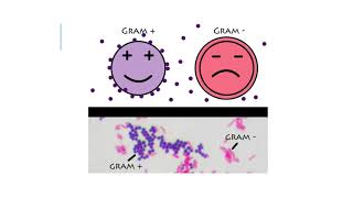 Intro To Bacterial Pathogens