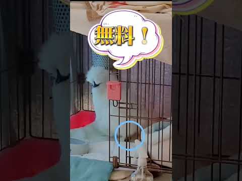 卵の滞留 内部産卵の問題 鶏の対処法 症状の原因 治療法