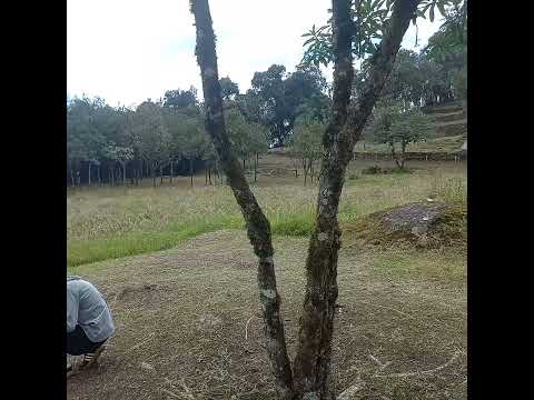 Yacuviña un pedacito de encanto en el cantón Atahualpa, provincia de El Oro