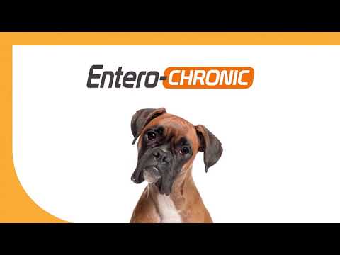 Entero chronic pre & probiotics gut health powder for dogs a...