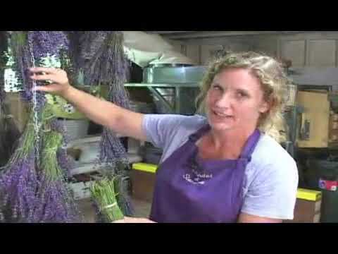 Drying Lavender
