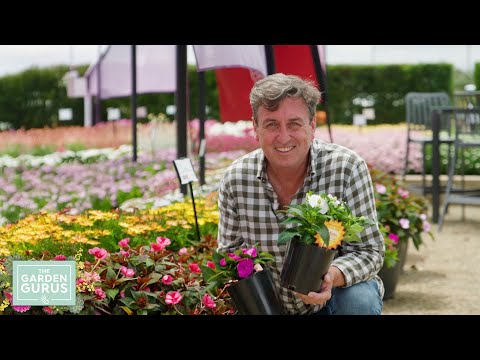 The Garden Gurus  - Sunpatiens