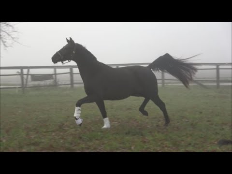 *2017 Stute von Morricone - Soliman de Hus trag. von Bon Joker