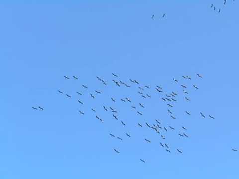 Kranichroute Wennigsen 7 11 2020