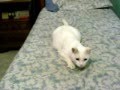 gattina bianca 
