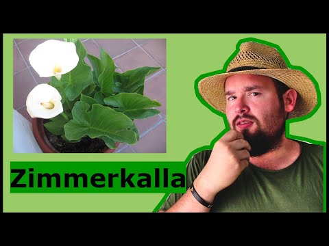 Warum habe ich keine Zimmerkalla? | Flol