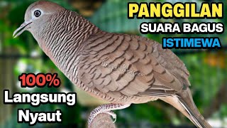 Download lagu Perkutut Lokal Gacor Suara Paling Ampuh Untuk Pancingan Burung Perkutut Agar Bunyi. mp3 Download lagu Perkutut Lokal Gacor Suara Paling Ampuh Untuk Pancingan Burung Perkutut Agar Bunyi. mp3
