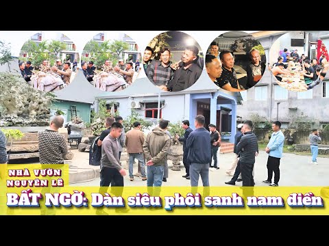 QUÁ BẤT NGỜ: Dàn siêu phôi sanh nhà vườn Nguyên Lê Hải Phòng