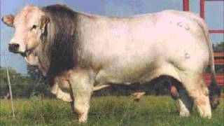 antonio aguilar no que no