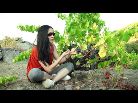 Eating & Drinking -- Navaluenga, Naseem adores Garnacha Vines