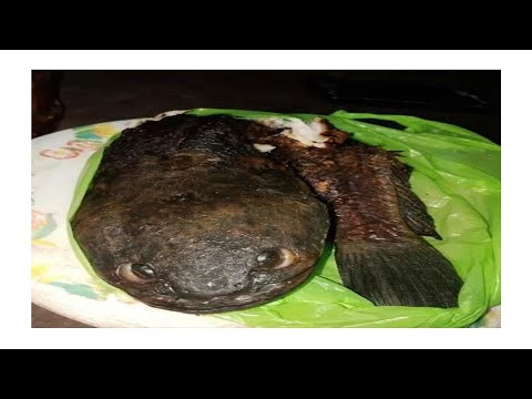 How to cook your dragon