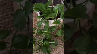 #shorts Golden pothos climbers you can easily grow at home | best indoor vines