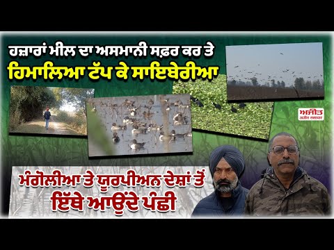 ਹਜ਼ਾਰਾਂ ਮੀਲ ਦਾ ਅਸਮਾਨੀ ਸਫ਼ਰ ਕਰ ਤੇ ਹਿਮਾਲਿਆ ਟੱਪਕੇ ਸਾਇਬੇਰੀਆ ਮੰਗੋਲੀਆ ਤੇਯੂਰਪੀਅਨ ਦੇਸ਼ਾਂ ਤੋਂ ਇੱਥੇ ਆਉਂਦੇ ਪੰਛੀ