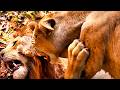 The Lion King Mufasa Simba Reunites With Nala Scene Recap Elephant Stampede