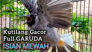 Download lagu KUTILANG GACOR FULL GARUDA ISIAN TERBAIK UNTUK MASTERAN mp3