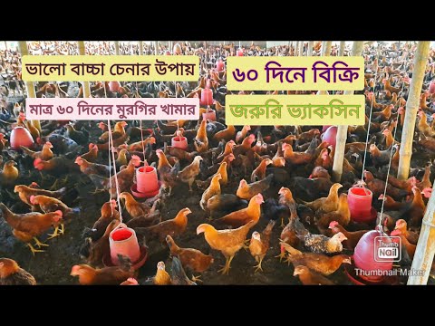 সোনালী মুরগির খামার। যুব উন্নয়ন অধিদপ্তর থেকে প্রশিক্ষণ প্রাপ্ত মোকছেদুল ইসলামের প্রকল্প।
