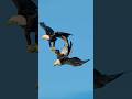 Rare Footage Of Bald Eagles Make Love While Free Fall 😳🦅 #shorts