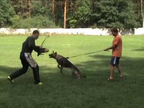 Mavrik z údolí Úpy (Vegas von der Burg Hinte x Chalsea z údolí Úpy) 8 měsíců