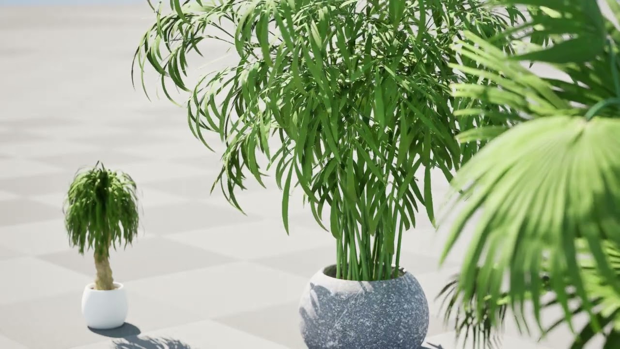 Indoor palm collection 3D Model