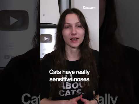 A Stinky Litter Box Hurts Your Cat #catvideos #understandingcats #cat