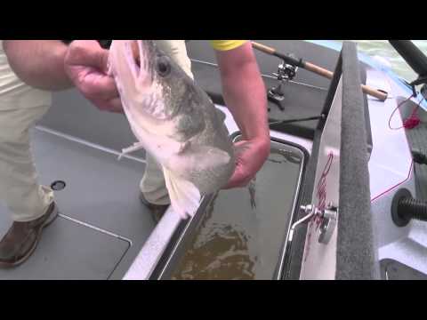 Cabela's National Walleye Championship and Learning to...