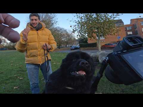 I met a stranger with a huge Newfoundland dog in the park