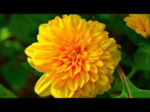 Opwekking 876 Voor altijd heilig