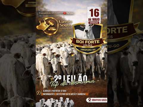 2º LEILÃO TOP DA DESMANA BOI FORTE LEILOES UIRAPURU-GO 16/05/2026