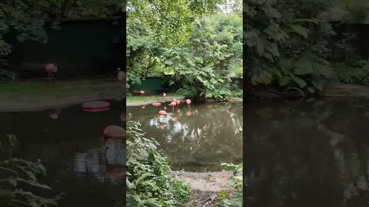 YouTube Short thumbnail