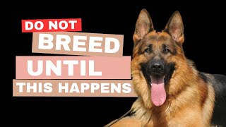 Top Proven Tips  For Breeding Your Female German Shepherd