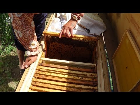 Состояние пчелы в июне на пасике Валентина