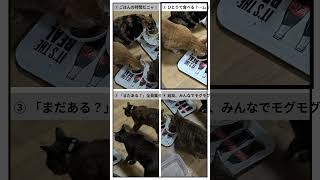 #猫 #猫動画 #5匹の猫 #猫の日常 #猫好き #猫好きさんと繋がりたい #四コマ漫画 #猫漫画 #ねこ #保護猫 #わさびと5匹の猫 #いつものことさ #癒し動画 #かわいい猫 #TikTok猫