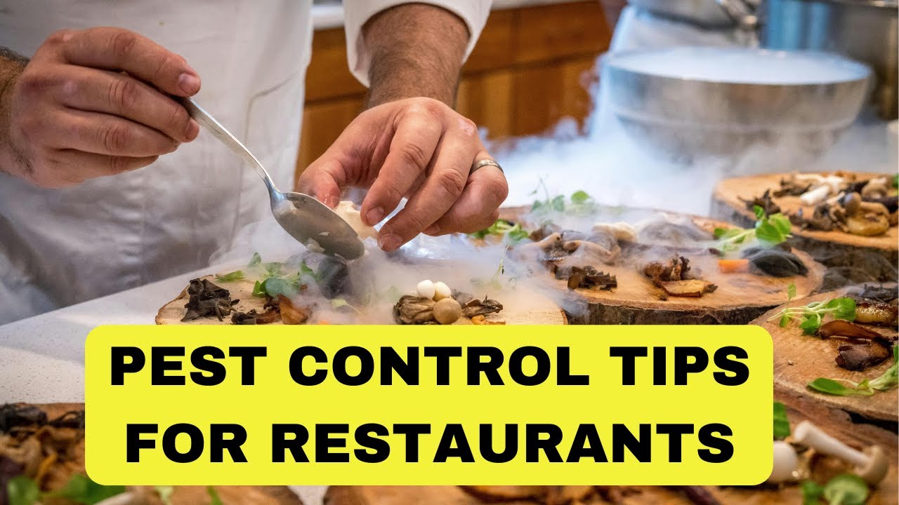 100% Effective Pest Control Strategies for Restaurants | Pest Control TIPS 2024.