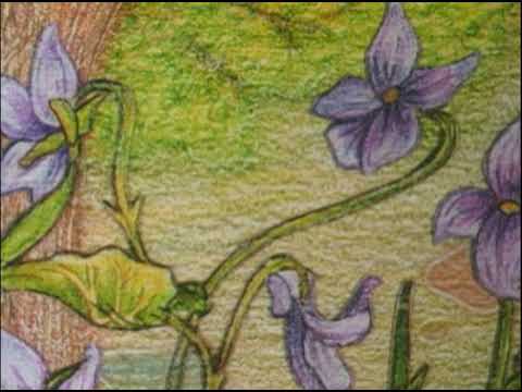 Video thumbnail for The Violet