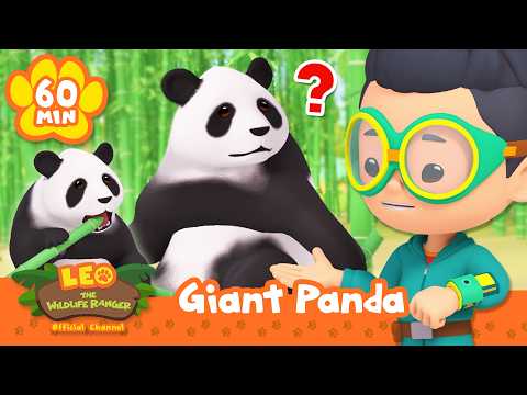 Leo Finds Giant Pandas in the Bamboo Forest! | Leo the Wildlife Ranger | Animal Cartoons for Kids - Kids TV Series, Kingdom Kids Zone - Leo the Wildlife Ranger - Official Channel