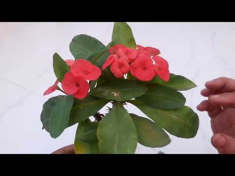 download lagu mp3 mp4 Tree With Red Flowers And Thorns, download lagu Tree With Red Flowers And Thorns gratis, unduh video klip Tree With Red Flowers And Thorns
