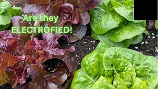 Join me on the land for a little update on how the Electroculture is doing....